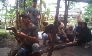 WISATA SLEMAN : Ada Ular "Raksasa" di Agrowisata Bhumi Merapi