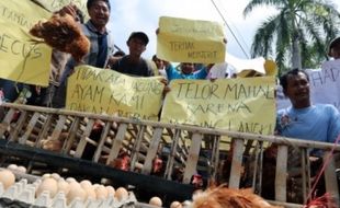 PETERNAKAN BLITAR : Jagung Langka, Peternak Ayam Unjuk Rasa