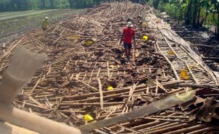 BENCANA SRAGEN : Kandang Ambruk, 9.000 Ekor Ayam di Karangmalang Mati