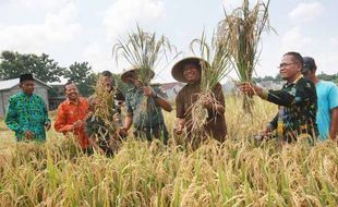 PERTANIAN GUNUNGKIDUL : Maksimalkan Hasil, Petani Lakukan Sistem Tumpangsari