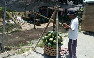 PERTANIAN BOYOLALI : Pepaya Naik Rp2.000/kg