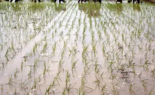 DINAMIKA PERTANIAN SRAGEN : Petani Rela Antre 26 Hari Demi Peroleh Buruh Tandur