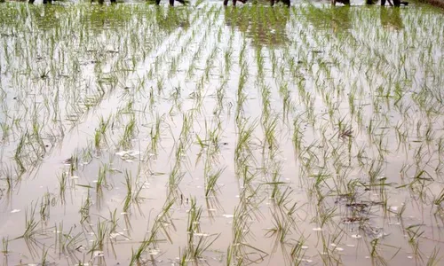 DINAMIKA PERTANIAN SRAGEN : Petani Rela Antre 26 Hari Demi Peroleh Buruh Tandur