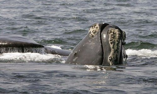 KISAH UNIK : Paus Paling Langka di Dunia Muncul di Samudera Atlantik