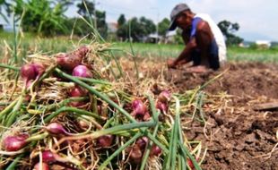 Impor Bawang Merah Ditolak DPRD Jateng