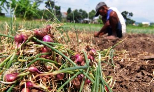 Impor Bawang Merah Jelang Puasa, Petani Terancam Bankrut