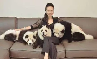 KISAH UNIK : Anjing Ini Berubah Jadi Panda, Kok Bisa?