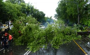 Mendadak Puting Beliung Tumbangkan Pohon-Pohon di Boyolali