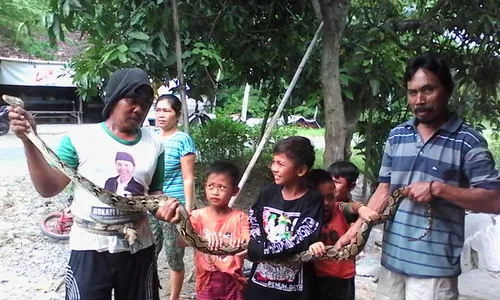 PENEMUAN ULAR SRAGEN : Piton Gegerkan Tangen,  Jadi Tontonan Sekaligus Selfie Bareng