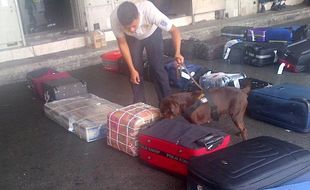 BANDARA AHMAD YANI : Bandara A. Yani Perketat Pemeriksaan, 2 Anjing Pelacak Dikerahkan