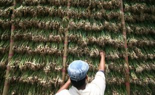 FOTO PERTANIAN KEDIRI : Curah Hujan Tinggi, Bibit Bawang Daun Sulit Kering