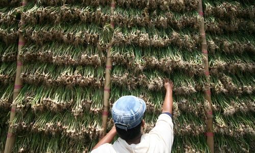 FOTO PERTANIAN KEDIRI : Curah Hujan Tinggi, Bibit Bawang Daun Sulit Kering