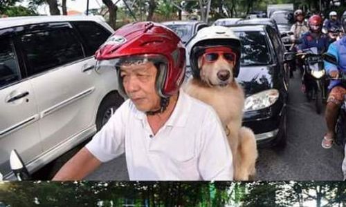 KISAH UNIK : Foto Anjing Pakai Helm Saat Berkendara Beredar, Netizen Geger