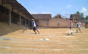 HPP Gabah Kering Panen Ditetapkan Rp5.000/kg, Petani: Seharusnya Rp6.000/Kg