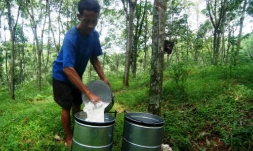 FOTO PERKEBUNAN SEMARANG : Begini Kesibukan Kebun Karet Ngobo