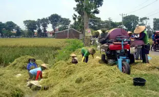 PERTANIAN SRAGEN : Panen Berlimpah, Petani di Sragen Ini Tetap Gundah