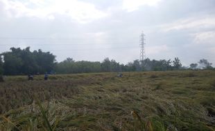 PERTANIAN MADIUN : Petani Kota Madiun Keluhkan Harga Gabah Lebih Rendah Ketimbang HPP