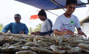 TAMBAK UDANG KULONPROGO : Berak Putih Masih Melanda, Produksi Turun Separo