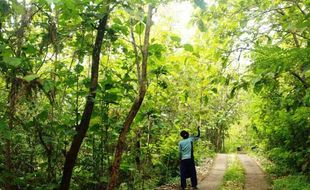 Pencurian Kayu di Gunungkidul Masih Merajalela