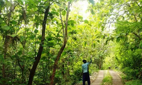 Pencurian Kayu di Gunungkidul Masih Merajalela