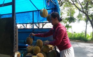 KULINER PONOROGO : Durian Ngebel Habis, Ponorogo Diserbu Durian Trenggalek