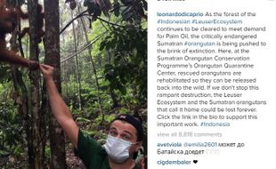 TRENDING SOSMED : Leonardo DiCaprio Sindir Kebun Sawit di Sumatera