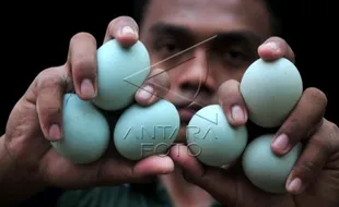 HARGA KEBUTUHAN POKOK : Telur Bebek Langka di Jogja