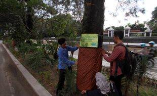 RUANG PUBLIK SOLO : 2 Pohon Cemara Di Manahan Ditebang, 6 Pohon Dipertahankan