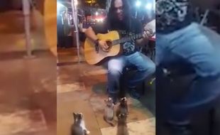 KISAH UNIK : Musikus Jalanan Ini Ngamen Khusus buat Anak Kucing