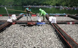 Ribuan Ikan Nila dan Emas di Danau Toba Mati, Ini Fotonya