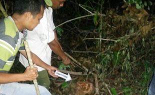 PENCURIAN SUKOHARJO : Curi Kayu Hutan, Warga Bulu Ditangkap