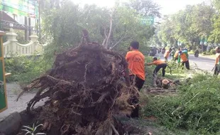 Tak Ada Hujan Tak Ada Angin, Pohon Besar Depan Hotel Dana Solo Tumbang!