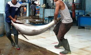 Tuna Ternate Bisa Langsung Mendunia