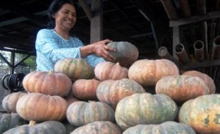 FOTO OLEH-OLEH SEMARANG : Pedagang Labu Tengaran Tambah Stok