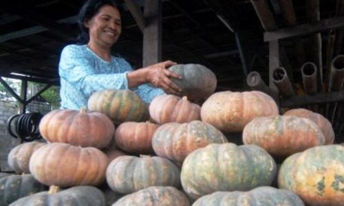 FOTO OLEH-OLEH SEMARANG : Pedagang Labu Tengaran Tambah Stok