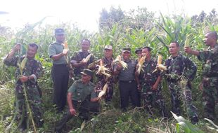 Sukses Panen Jagung, TNI di Boyolali Berburu Lahan Kosong