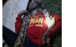 KISAH TRAGIS : Tewas Dililit Piton, Begini Kondisi Pawang Ular Sragen Saat Ditemukan