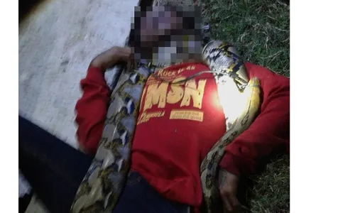 KISAH TRAGIS : Tewas Dililit Piton, Begini Kondisi Pawang Ular Sragen Saat Ditemukan