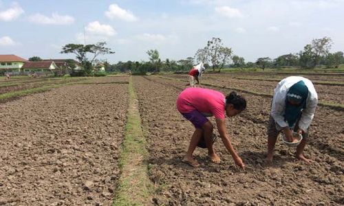 PERTANIAN BANTUL : Pola Tanam di Musim Kemarau Basah Harus Disesuaikan