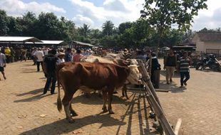 HARGA SAPI : Harga Jual di Bantul Lebih Murah Dibanding Daerah Lain