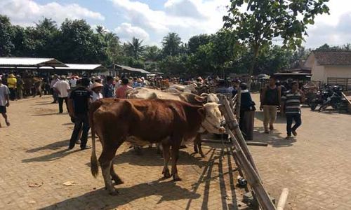 HARGA SAPI : Harga Jual di Bantul Lebih Murah Dibanding Daerah Lain