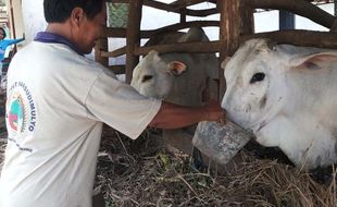 INOVASI PETANI : Pakan Sapi Alternatif Buatan Martono Lebih Hemat