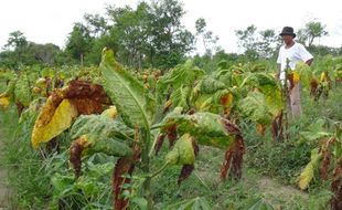 PERTANIAN KLATEN : Petani Tembakau Berpeluang Merugi Puluhan Juta Rupiah Per Hektare, Ini Penyebabnya