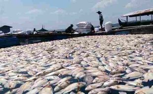 PERIKANAN SRAGEN : Dianggap Tak Adil, Petani Ikan di WKO Tolak Bantuan Bibit