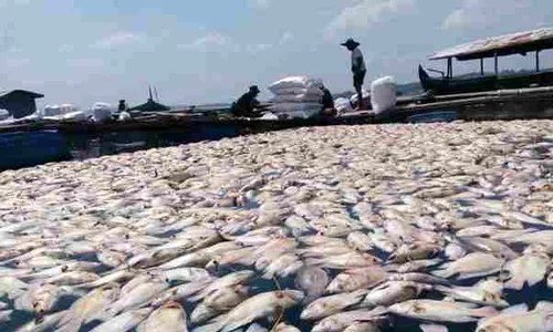 PERIKANAN SRAGEN : Dianggap Tak Adil, Petani Ikan di WKO Tolak Bantuan Bibit