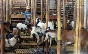 IDUL ADHA : Pedagang Kambing di Semanggi Solo Tambah Stok Hewan Kurban