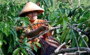 FOTO PERKEBUNAN JATENG : Musim Panen Kopi Bakal Lebih Lama