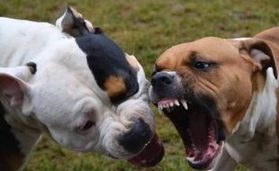 KISAH TRAGIS : 2 Anjing Pitbull Serang Pria Hingga Meninggal Dikurung di Polres Kediri