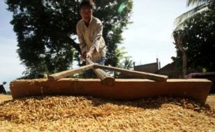 PERTANIAN MADIUN : Sawah Beralih Fungsi, Produksi Padi Kota Madiun Merosot