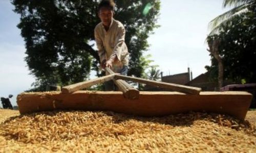 PERTANIAN MADIUN : Sawah Beralih Fungsi, Produksi Padi Kota Madiun Merosot